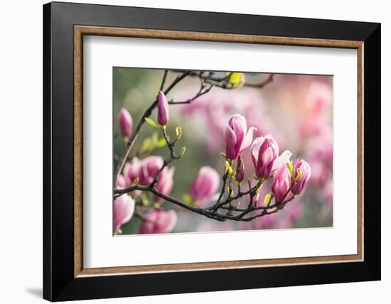 Pink Magnolia Flower in Garden-kenny001-Framed Photographic Print