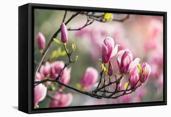 Pink Magnolia Flower in Garden-kenny001-Framed Premier Image Canvas