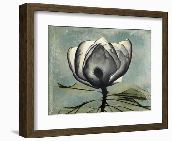 Pink Magnolia II-Albert Koetsier-Framed Art Print