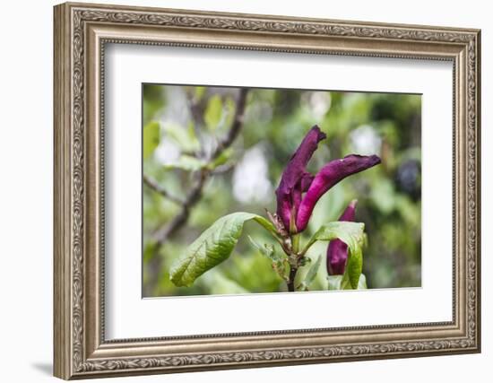 Pink Magnolia 'Susan'-Waldemar Langolf-Framed Photographic Print