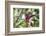 Pink Magnolia 'Susan'-Waldemar Langolf-Framed Photographic Print