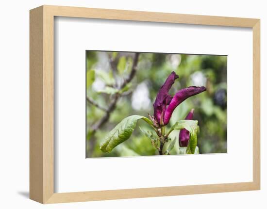 Pink Magnolia 'Susan'-Waldemar Langolf-Framed Photographic Print