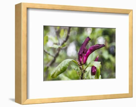 Pink Magnolia 'Susan'-Waldemar Langolf-Framed Photographic Print