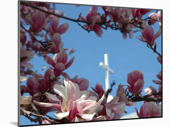 Pink Magnolia Tree and Church Steeple, Reading, Massachusetts, USA-Lisa S^ Engelbrecht-Mounted Photographic Print