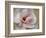 Pink Magnolia-Amy Melious-Framed Art Print