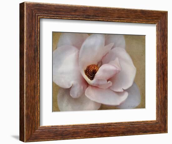 Pink Magnolia-Amy Melious-Framed Art Print
