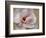 Pink Magnolia-Amy Melious-Framed Art Print