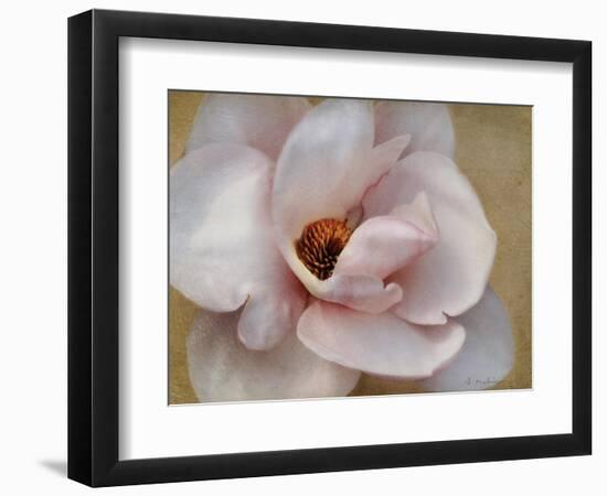 Pink Magnolia-Amy Melious-Framed Art Print