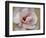 Pink Magnolia-Amy Melious-Framed Art Print