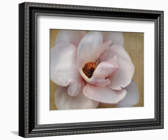 Pink Magnolia-Amy Melious-Framed Art Print