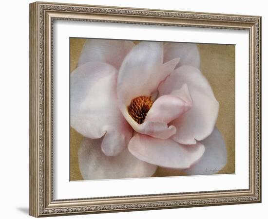 Pink Magnolia-Amy Melious-Framed Art Print