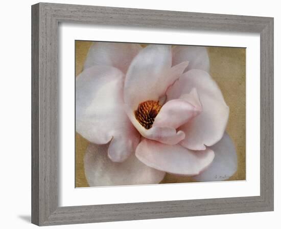 Pink Magnolia-Amy Melious-Framed Art Print