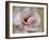 Pink Magnolia-Amy Melious-Framed Art Print