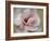 Pink Magnolia-Amy Melious-Framed Art Print