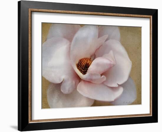 Pink Magnolia-Amy Melious-Framed Art Print