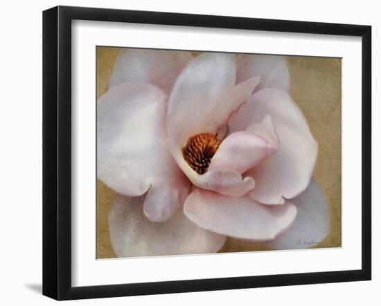 Pink Magnolia-Amy Melious-Framed Art Print