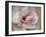 Pink Magnolia-Amy Melious-Framed Art Print