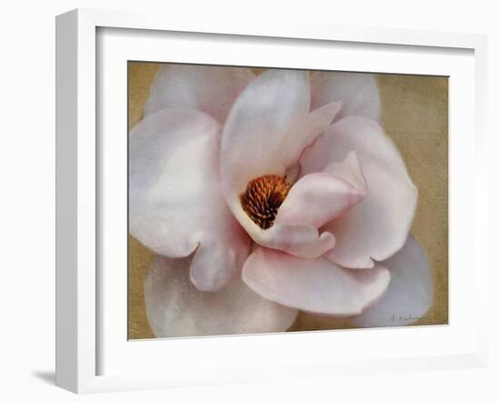 Pink Magnolia-Amy Melious-Framed Art Print