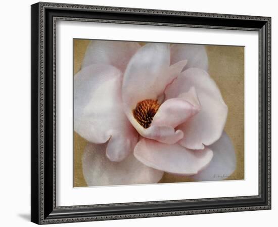 Pink Magnolia-Amy Melious-Framed Art Print