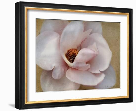 Pink Magnolia-Amy Melious-Framed Art Print