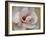 Pink Magnolia-Amy Melious-Framed Art Print