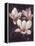 Pink Magnolias II-John Seba-Framed Stretched Canvas