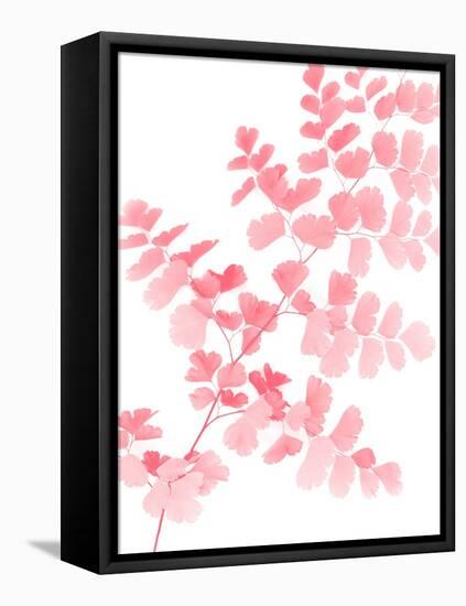 Pink Maidenhair-Lexie Greer-Framed Premier Image Canvas