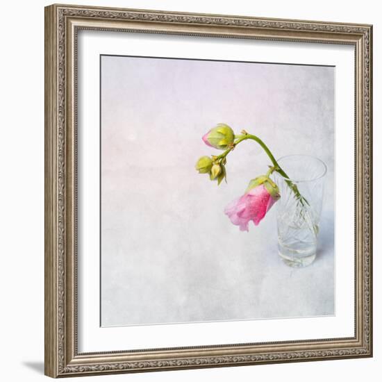 Pink Mallow in Crystal Glass on Grunge Background-Andrii Chernov-Framed Photographic Print