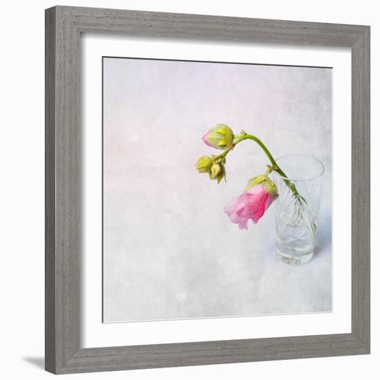 Pink Mallow in Crystal Glass on Grunge Background-Andrii Chernov-Framed Photographic Print