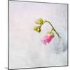 Pink Mallow in Crystal Glass on Grunge Background-Andrii Chernov-Mounted Photographic Print