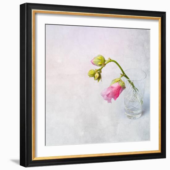 Pink Mallow in Crystal Glass on Grunge Background-Andrii Chernov-Framed Photographic Print