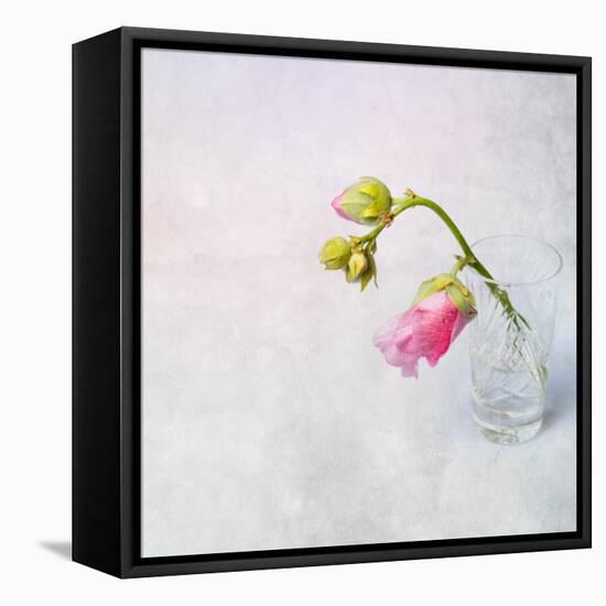 Pink Mallow in Crystal Glass on Grunge Background-Andrii Chernov-Framed Premier Image Canvas