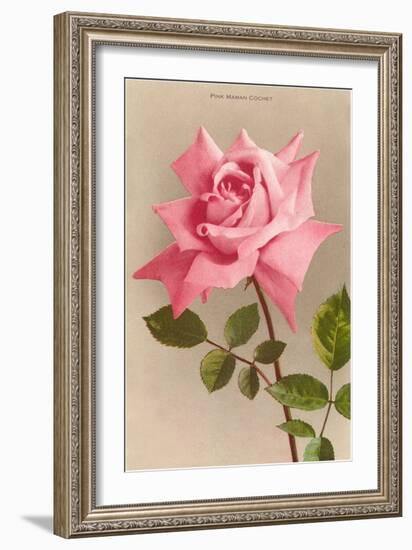 Pink Maman Cochet Rose-null-Framed Art Print