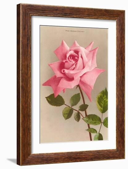 Pink Maman Cochet Rose-null-Framed Art Print