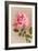 Pink Maman Cochet Rose-null-Framed Art Print