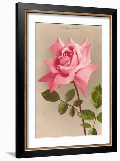 Pink Maman Cochet Rose-null-Framed Art Print