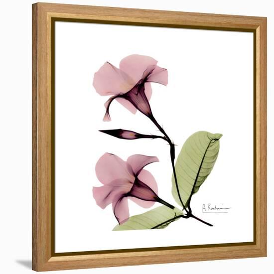 Pink Mandelila-Albert Koetsier-Framed Stretched Canvas