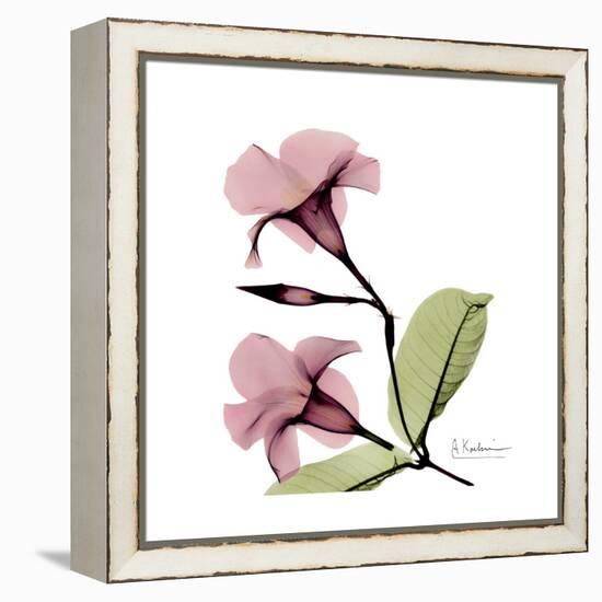 Pink Mandelila-Albert Koetsier-Framed Stretched Canvas