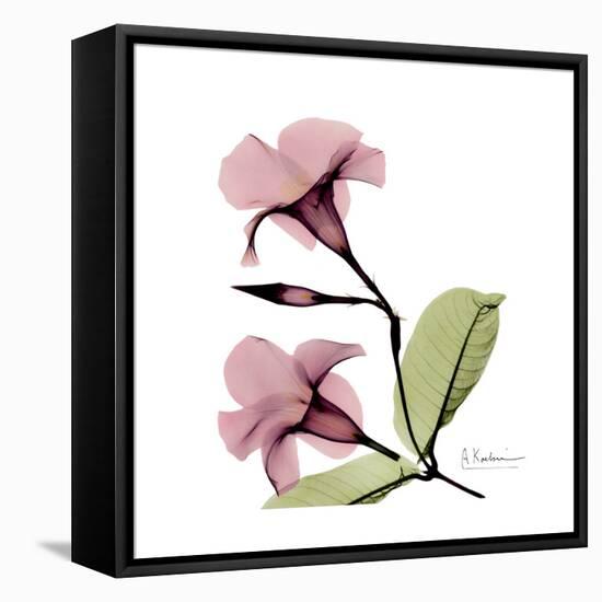 Pink Mandelila-Albert Koetsier-Framed Stretched Canvas