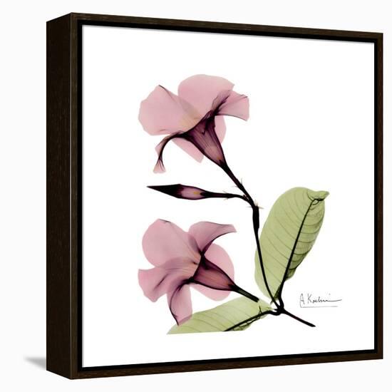 Pink Mandelila-Albert Koetsier-Framed Stretched Canvas