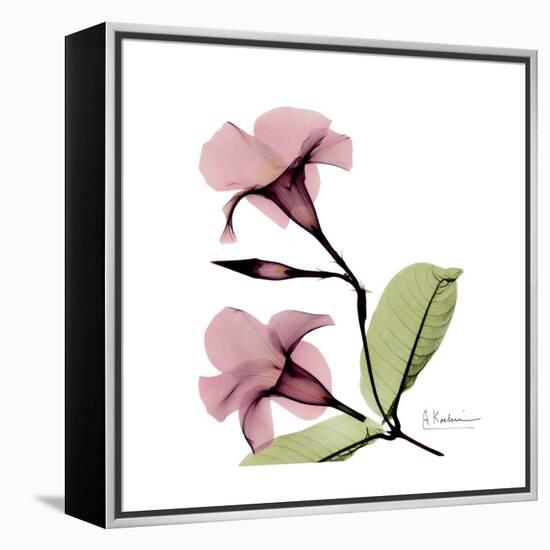 Pink Mandelila-Albert Koetsier-Framed Stretched Canvas