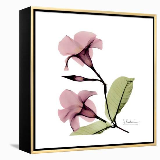 Pink Mandelila-Albert Koetsier-Framed Stretched Canvas