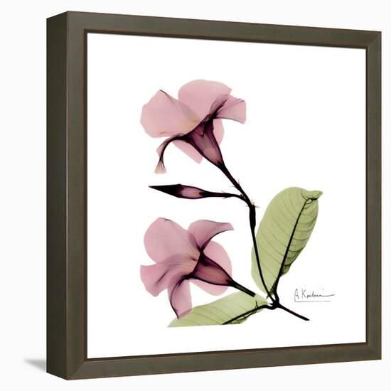 Pink Mandelila-Albert Koetsier-Framed Stretched Canvas