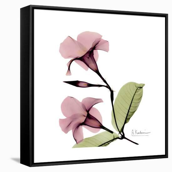 Pink Mandelila-Albert Koetsier-Framed Stretched Canvas
