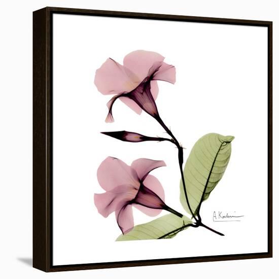 Pink Mandelila-Albert Koetsier-Framed Stretched Canvas