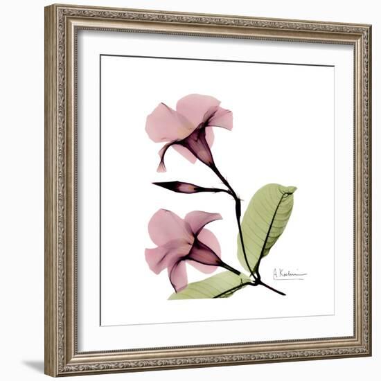 Pink Mandelila-Albert Koetsier-Framed Premium Giclee Print