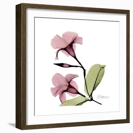 Pink Mandelila-Albert Koetsier-Framed Premium Giclee Print