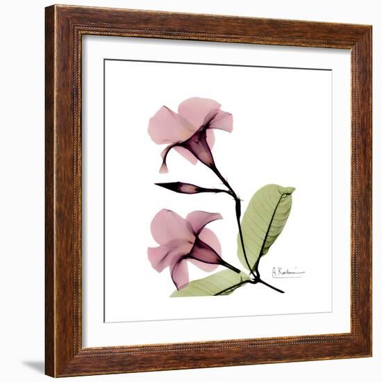 Pink Mandelila-Albert Koetsier-Framed Premium Giclee Print