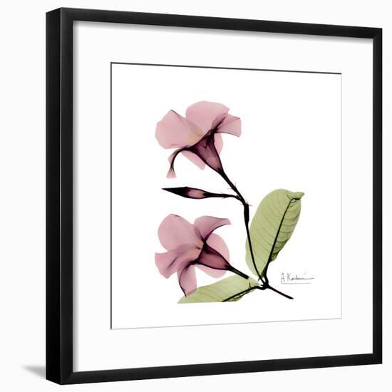 Pink Mandelila-Albert Koetsier-Framed Premium Giclee Print