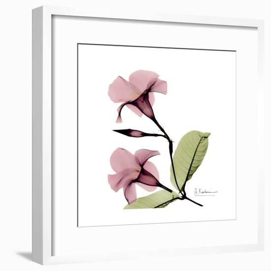 Pink Mandelila-Albert Koetsier-Framed Premium Giclee Print